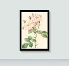 Quadro Flor Flores e Plantas com Moldura E Acetato Tamanho A3