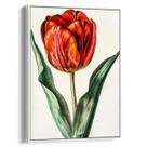 Quadro Flor - Tulipa Vermelha Elegante Quadro Flor - Tulipa Vermelha Elegante