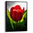 Quadro Flor - Tulipa Vermelha no Brilho do Sol Poente