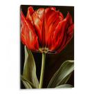 Quadro Flor - Tulipa Vermelha Sussurrando Poemas de Amor Eterno