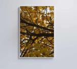 Quadro Flores Ipê Amarelo 2