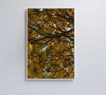 Quadro Flores Ipê Amarelo