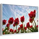 Quadro Flores - Tulipas Vermelhas Desabrochando em Silêncio Majestoso