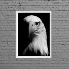 Quadro Fotografia Águia 24x18cm - com vidro Quadro Fotografia Águia 24x18cm - com vidro