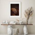 Quadro Fotografia Borboleta Marrom - 60x48Cm