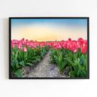 Quadro Fotografia Campo de Tulipas 24x18cm - com vidro