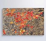 Quadro Galhos e Flores