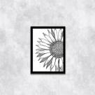 Quadro Girassol Preto e Branco 45x34cm - com vidro Quadro Girassol Preto e Branco 45x34cm - com vidro