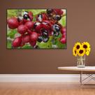 Quadro Guaraná Selvagem com Frutas Amazônia