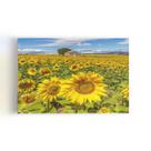 Quadro Jardim de Girassóis Paisagem Casa Canvas 60x40cm Quadro Jardim de Girassóis Paisagem Casa Canvas 60x40cm