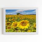 Quadro Jardim de Girassóis Paisagem Moldura Branca 60x40cm