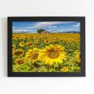 Quadro Jardim de Girassóis Paisagem Moldura Preta 60x40cm