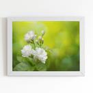 Quadro Jasmim-árabe Flor Branca Moldura Branca 60x40cm