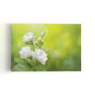 Quadro Jasmim-árabe Flor Branca Natureza Canvas 60x40cm