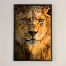 Quadro Leão (76) c/ moldura - 60x90 cm