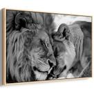 Quadro Leão e Leoa Preto e Branco