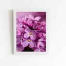 Quadro Lilás Violeta Flor Fotografia Moldura Branca 60x40cm Quadro Lilás Violeta Flor Fotografia Moldura Branca 60x40cm