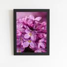 Quadro Lilás Violeta Flores Fotografia Moldura Preta 60x40cm Quadro Lilás Violeta Flores Fotografia Moldura Preta 60x40cm