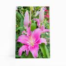 Quadro Lilium Brownii Rosa Flores Fotografia Canvas 60x40cm Quadro Lilium Brownii Rosa Flores Fotografia Canvas 60x40cm