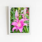 Quadro Lilium Brownii Rosa Flores Moldura Branca 60x40cm