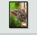 Quadro Mariposa em Alta Definição com Moldura E Acetato Tamanho A3