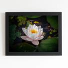 Quadro Nymphaea Candida Água Flor Moldura Preta 60x40cm
