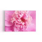 Quadro Paeonia Lactiflora Flor Rosa Canvas 60x40cm