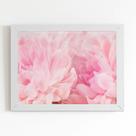 Quadro Paeonia Lactiflora Flores Rosa Moldura Branca 60x40cm