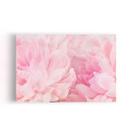 Quadro Paeonia Lactiflora Flores Rosas Canvas 60x40cm