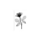 Quadro Para Decoração Para Ambiente 20X30 Delicado U103747