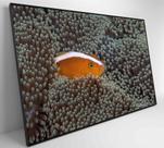 Quadro Peixe Palhaço em Anêmona no Mar