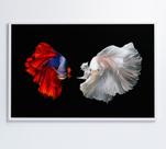 Quadro Peixes Beta