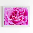 Quadro Rosa Flor Fotografia em Foco Moldura Branca 60x40cm