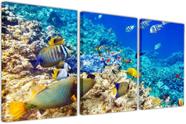 Quadro Tela Canvas Animais Peixes Salas Decorações Interior Quadro Tela Canvas Animais Peixes Salas Decorações Interior