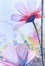 Quadro Tela Decorativa Floral 40x60 Em Tecido Sobre Chassi Quadro Tela Decorativa Floral 40x60 Em Tecido Sobre Chassi