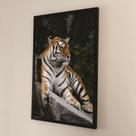 Quadro Tigre c/ moldura - 60x90 cm