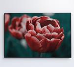 Quadro tulipa vermelha Quadro tulipa vermelha