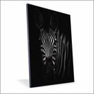 Quadro Zebra Vinil Sem Vidro Quadro Zebra Vinil Sem Vidro