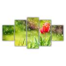 Quadros Decorativos Floral Flores Tulipas Vermelhas
