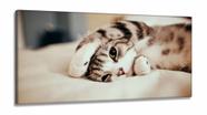 Quadros Decorativos Gato Fofo em Tecido Canvas 130x60
