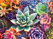 Quebra-cabeça Buffalo Games Simple Succulent 1000 peças Quebra-cabeça Buffalo Games Simple Succulent 1000 peças
