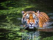 Quebra-Cabeça Felinos de 500 peças mdf Belo Tigre