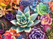 Quebra-cabeça GANGH Simple Succulent 500 peças para adultos