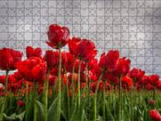 Quebra-Cabeça Jardim Flores Vermelhas de 300 peças que Encantam