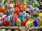 Quebra-cabeça Lucky Puzzles 'Feathered Friends Fiesta' 500 unidades