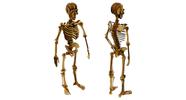 Quebra - Cabeça Madeira MDF Esqueleto Corpo Humano 3D 117 Peças - Aquarela