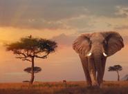 Quebra-cabeça Ravensburger African Elephant 500 peças