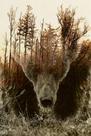Quebra-cabeça WOZUIBAN 1000 peças de madeira DIY Forest Map Bear Adult