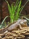 Quebra-Cabeças Inclusivos 60 peças Lagarto para Mentes Inteligentes
