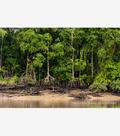 Raízes Amazônicas